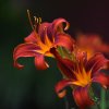 Hemerocallis (Daylily) Autum Red