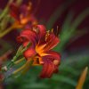 Hemerocallis (Daylily) Autum Red