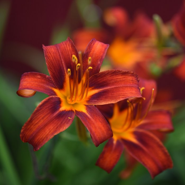 Hemerocallis (Daylily) Autum Red