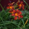 Hemerocallis (Daylily) Autum Red