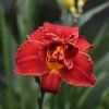 Hemerocallis (Daylily) Highland Lord