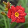 Hemerocallis (Daylily) Highland Lord