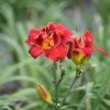 Hemerocallis (Daylily) Highland Lord