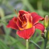 Hemerocallis (Daylily) Highland Lord