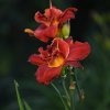 Hemerocallis (Daylily) Highland Lord