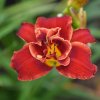 Hemerocallis (Daylily) Highland Lord