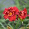 Hemerocallis (Daylily) Highland Lord