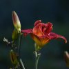 Hemerocallis (Daylily) Highland Lord