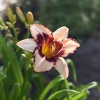 Hemerocallis (Daylily) Border Lord