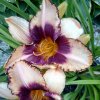 Hemerocallis (Daylily) Border Lord