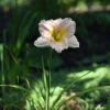 Hemerocallis (Daylily) Fairy Tale Pink