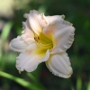 Hemerocallis (Daylily) Fairy Tale Pink