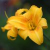 Hemerocallis (Daylily) number 71