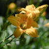 Hemerocallis (Daylily) number 71