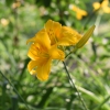 Hemerocallis (Daylily) number 71