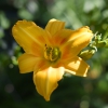 Hemerocallis (Daylily) number 71