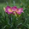 Hemerocallis (Daylily) African Grape