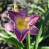 Hemerocallis (Daylily) African Grape