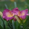 Hemerocallis (Daylily) African Grape