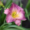 Hemerocallis (Daylily) African Grape