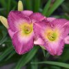 Hemerocallis (Daylily) African Grape