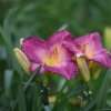 Hemerocallis (Daylily) African Grape