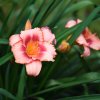 Hemerocallis (Daylily) number 39
