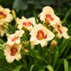 Hemerocallis (Daylily) Pandora's Box