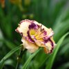 Hemerocallis (Daylily) Talismam