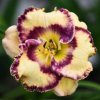 Hemerocallis (Daylily) Talismam