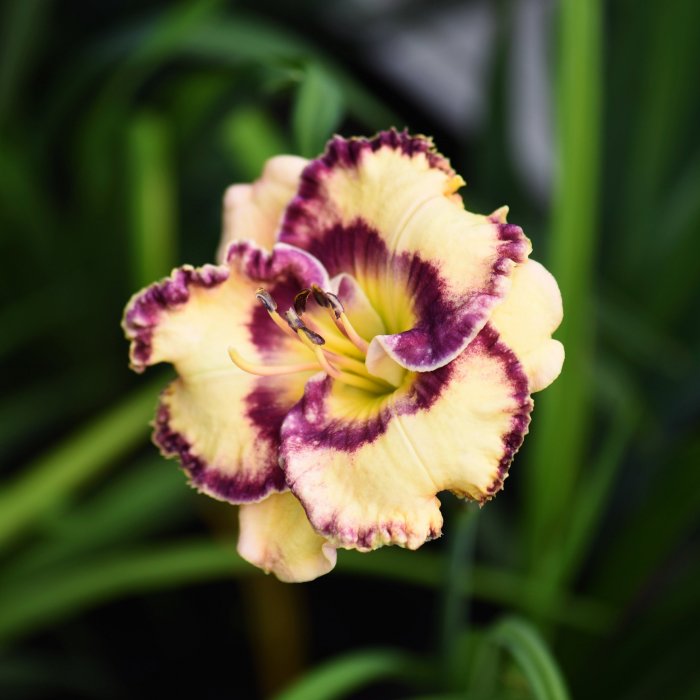 Hemerocallis (Daylily) Talismam