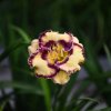 Hemerocallis (Daylily) Talismam