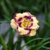 Hemerocallis (Daylily) Talismam