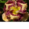 Hemerocallis (Daylily) Talismam