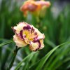 Hemerocallis (Daylily) Talismam