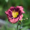 Hemerocallis (Daylily) Forgotten Dreams