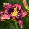 Hemerocallis (Daylily) Forgotten Dreams