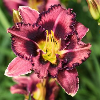 Hemerocallis (Daylily) Forgotten Dreams