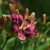 Hemerocallis (Daylily) Forgotten Dreams