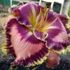 Hemerocallis (Daylily) номер 1