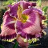 Hemerocallis (Daylily) номер 1