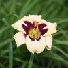 Hemerocallis (Daylily) Moonlit Masquerade