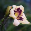 Hemerocallis (Daylily) Moonlit Masquerade