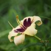 Hemerocallis (Daylily) Moonlit Masquerade