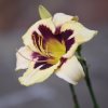 Hemerocallis (Daylily) Moonlit Masquerade