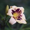 Hemerocallis (Daylily) Moonlit Masquerade