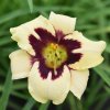 Hemerocallis (Daylily) Moonlit Masquerade