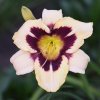 Hemerocallis (Daylily) Moonlit Masquerade