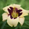 Hemerocallis (Daylily) Moonlit Masquerade