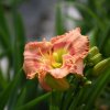 Hemerocallis (Daylily) Rapture Dawning